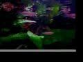 Devario cf regina Devario cf regina