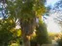 garden1