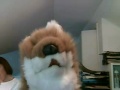 Click here to watch this video Fox Hunting