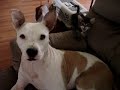 Pitbull meets kitty