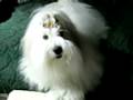 videos de just-bijou