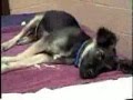 Campagne d'euthanasies pour chien