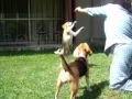Beagle Per� - Mis perras jugando con Zoila