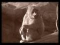 Pieter Voorhees Master Hunter Video