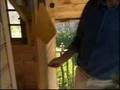 cabanes dans les arbres