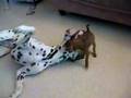 dalmatian & miniature pinscher