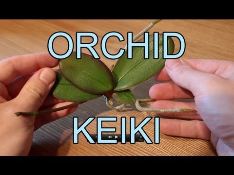 how to plant a baby orchid