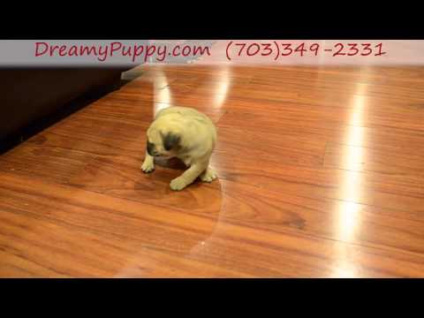 Adorable Pug Boy Puppy!