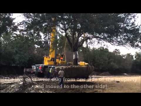 how to transplant live oak trees