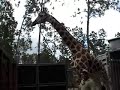 Hurrican Shelter for Giraffe