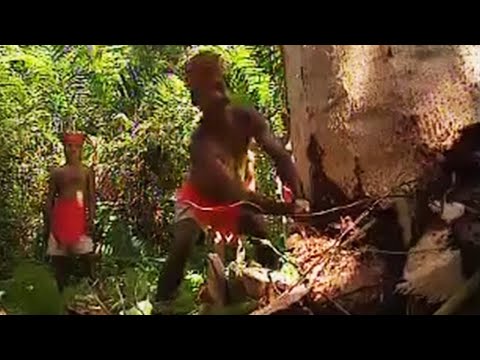 sago - Ray Mears watches as the Indonesian locals use every part of the Sago Tree for survival.