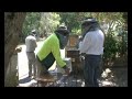 Part2: Australian Native Bees - Greenstyle Part2: Australian Native Bees - Greenstyle