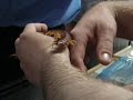 Scolopendra gigantea, Peruvian giant centipede hifi