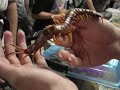scolopendra gigantea peruvian giant centipede hifi