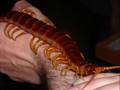 Scolopendra gigantea, Peruvian giant centipede hifi