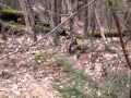 Bois De Cerf [voir Blog Boisdecerfsavoie]