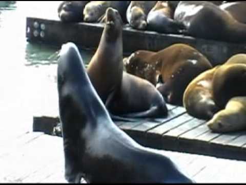See video