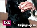 Beef Jerky Prank Pulled on Dog