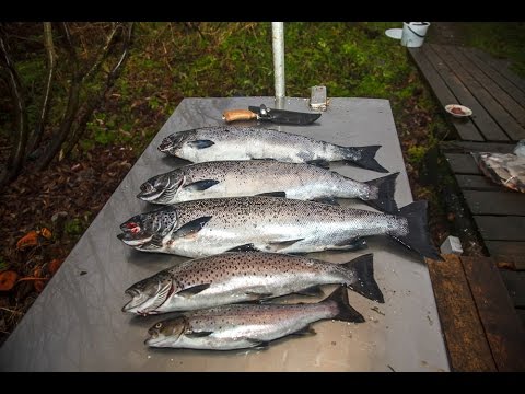 на что ловить лосося в карелии видео на что ловить лосося в карелии видео