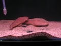 My breeding pair Lophiosilurus alexandri aka pacman cat pt 2 My breeding pair Lophiosilurus alexandri aka pacman cat pt 2