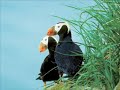 Endangered Species Greatest Hits (New) - www.lastplaceonearth.ca Endangered Species Greatest Hits (New) - www.lastplaceonearth.ca