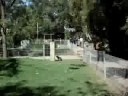 What a Crazy Kangeroo in Ausrailia!! What a Crazy Kangeroo in Ausrailia!!