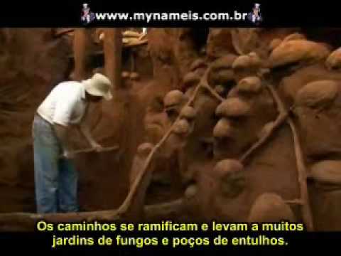 Imagem de Amostra do You Tube