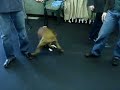 Little Boston terrier vs. big Boxer Little Boston terrier vs. big Boxer