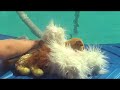 WEBKINZ NEWS THE MOVIE FOOFOO\ WEBKINZ NEWS THE MOVIE FOOFOO\