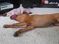 Ayrton, the teething Rhodesian Ridgeback and his Squeeky Toy Ayrton, the teething Rhodesian Ridgeback and his Squeeky Toy