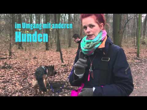 Hundeschule Einzeltraining Hundeschule Einzeltraining
