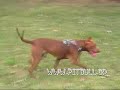 Click here to watch this video pitbull sef