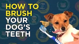 How to Brush Your Dog’s Teeth