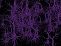 Neuroblast - Hi Res