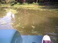 Chasing A Duck In A Paddleboat In Prospect Park Brooklyn