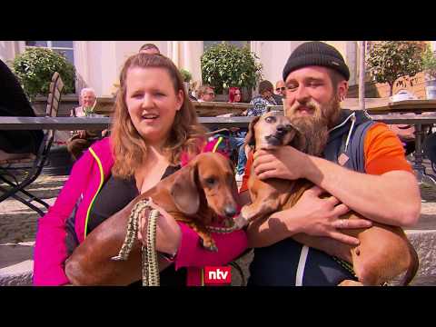 Dackel-Fest in Passau: Alles fr den Dackel | n-tv