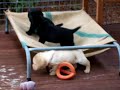 Pups Playing - 5 weeks