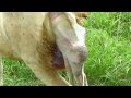 1ère vidéo de la naissance d'un faon blanc