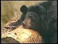 Wegtrekkers en Animal Crackers - aflevering (xx-02-1989)