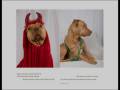 videos de GoodDog