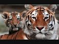 Tigers in Crisis