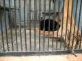 Panther black at Nikolaev Zoo