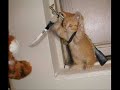 Killer Cats 2