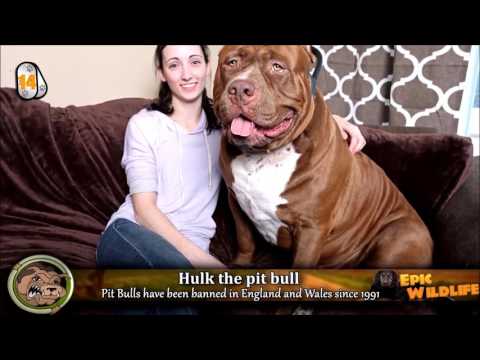 the world\'s 15 largest dogs & some of the most amazing pets u may never seen (VIDEO)