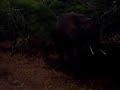 really funny elephant charge modeling for camera kruger park