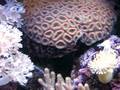 Higgy's Reef (1st test)