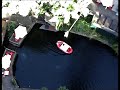 Jackie Gerrard Bungee jump Cairns AJ Hacket