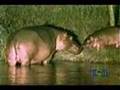 Foto v�deo