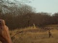 Tiger at Ranthambhore I