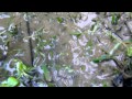 Freshwater Shrimp Abound(6 days ago)